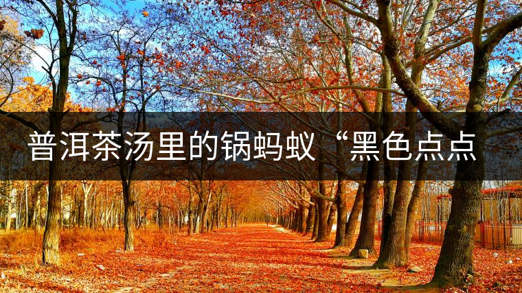 普洱茶湯里的鍋螞蟻“黑色點(diǎn)點(diǎn)”要如何處理，如何預(yù)防？