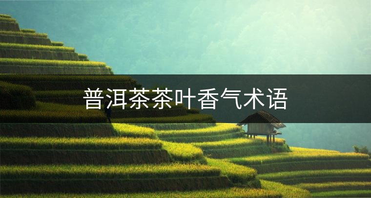 普洱茶茶葉香氣術(shù)語