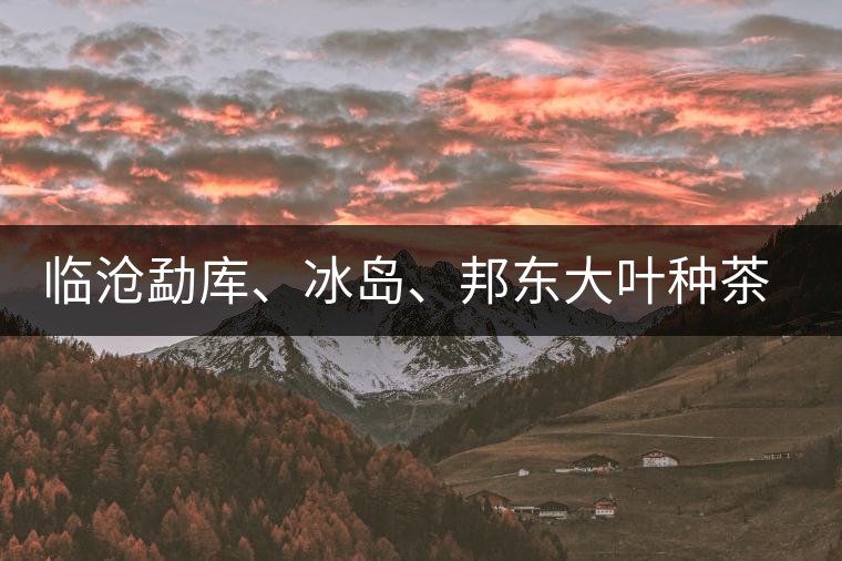 臨滄勐庫(kù)、冰島、邦東大葉種茶的解析