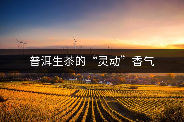 普洱生茶的“靈動”香氣