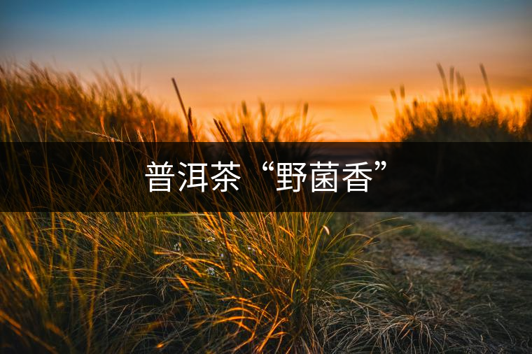 普洱茶“野菌香” 普洱茶“野菌香”
