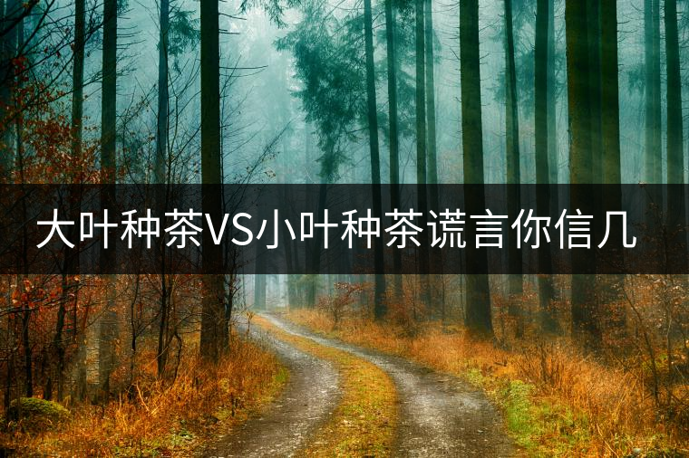 大葉種茶VS小葉種茶謊言你信幾個(gè)？