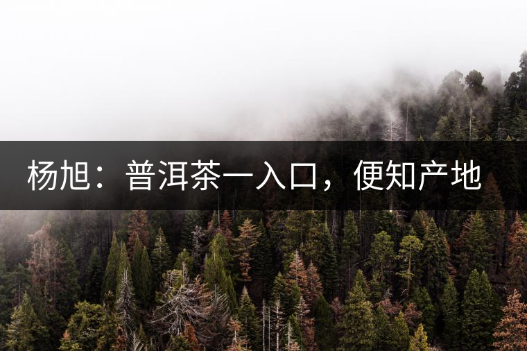 楊旭：普洱茶一入口，便知產(chǎn)地和年份