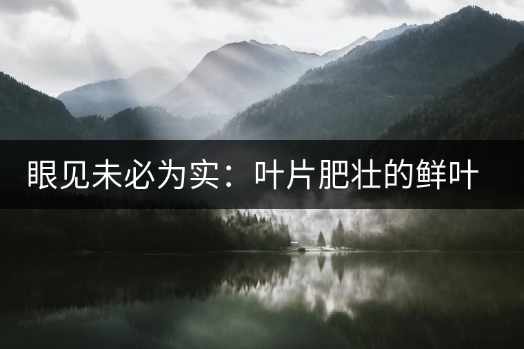 眼見未必為實：葉片肥壯的鮮葉品質(zhì)一定格外優(yōu)異？
