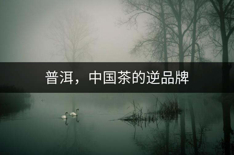 普洱，中國茶的逆品牌