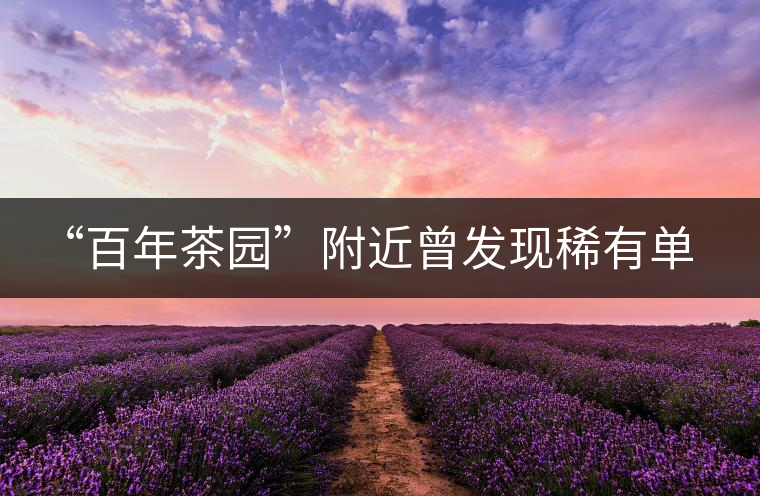 “百年茶園”附近曾發(fā)現(xiàn)稀有單株“紫陽一號”