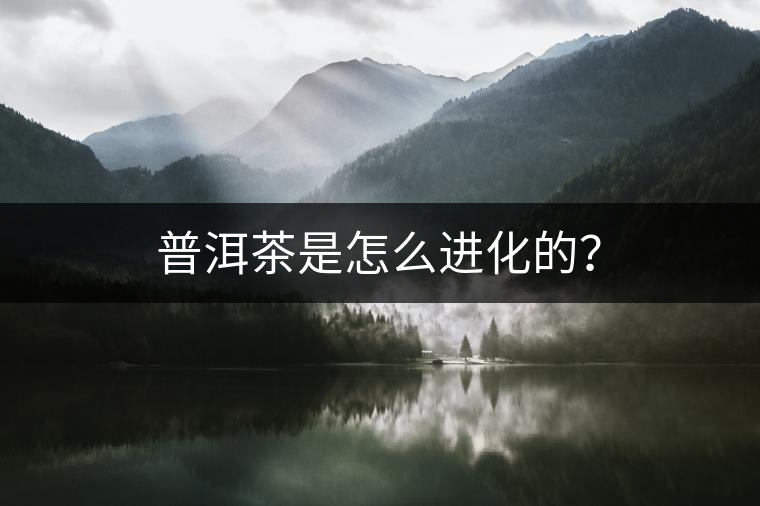 普洱茶是怎么進化的？