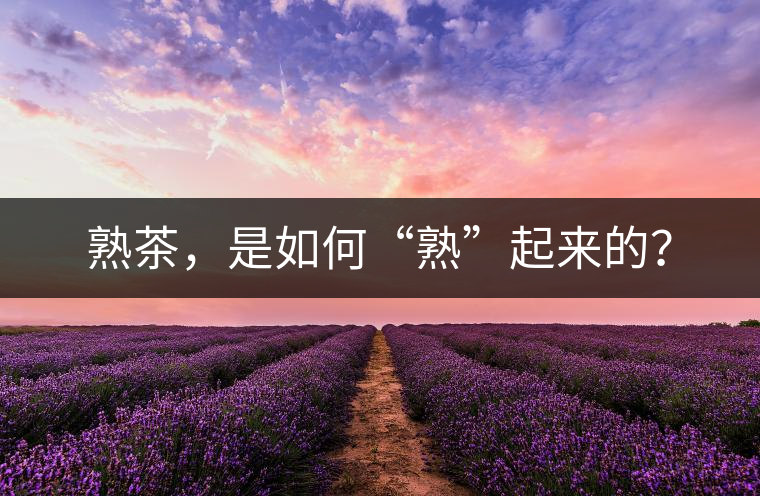 熟茶，是如何“熟”起來的？