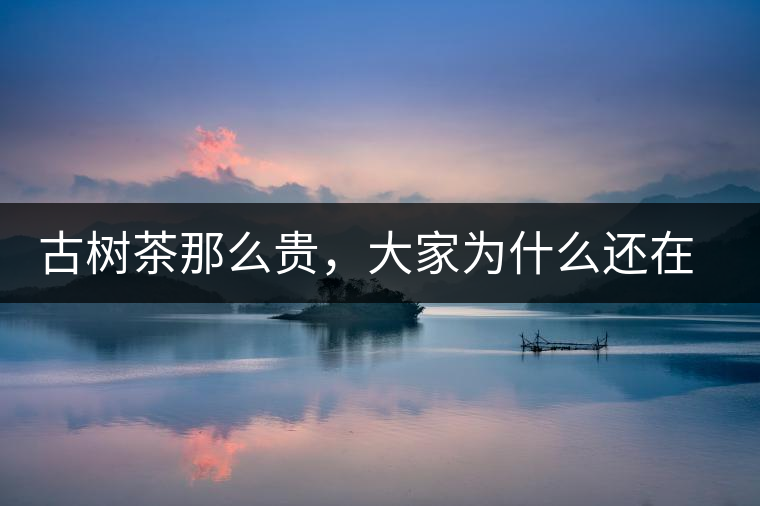 古樹(shù)茶那么貴，大家為什么還在瘋狂追求？