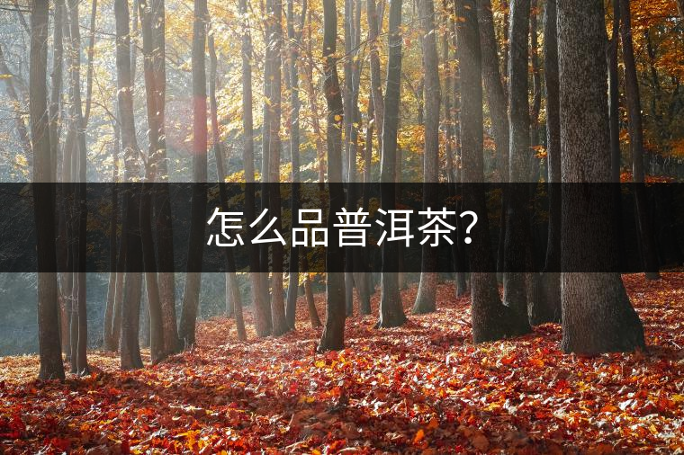 怎么品普洱茶？