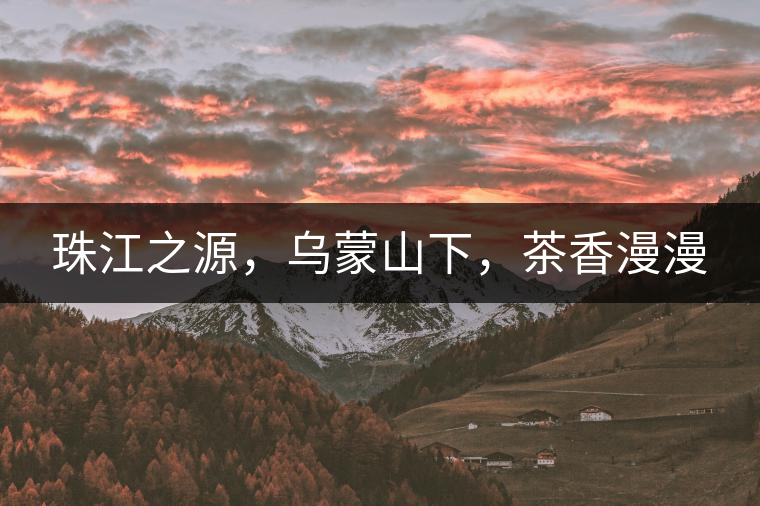 珠江之源，烏蒙山下，茶香漫漫