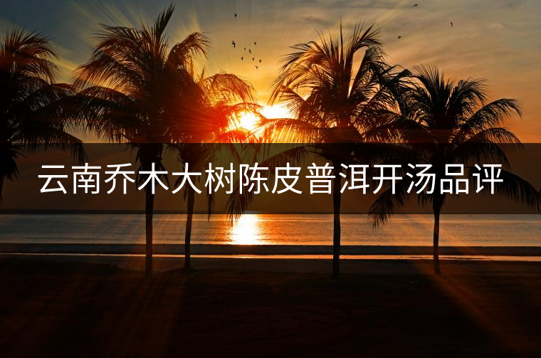 云南喬木大樹陳皮普洱開湯品評