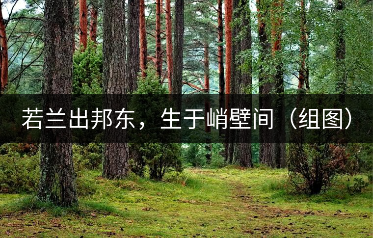 若蘭出邦東，生于峭壁間（組圖）