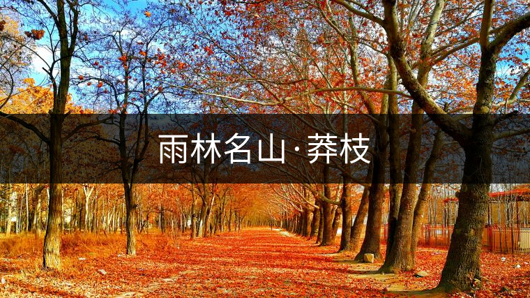 雨林名山·莽枝 雨林名山·莽枝