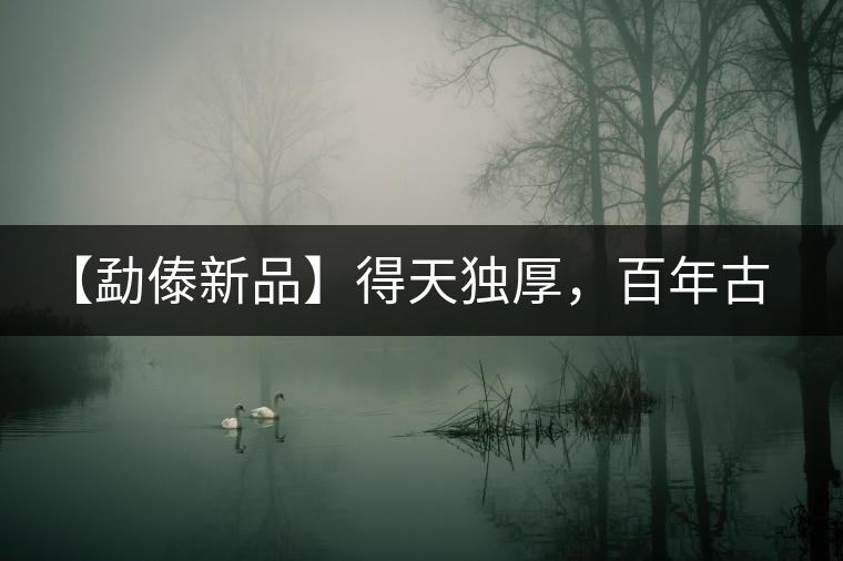 【勐傣新品】得天獨(dú)厚，百年古樹——磨烈古樹