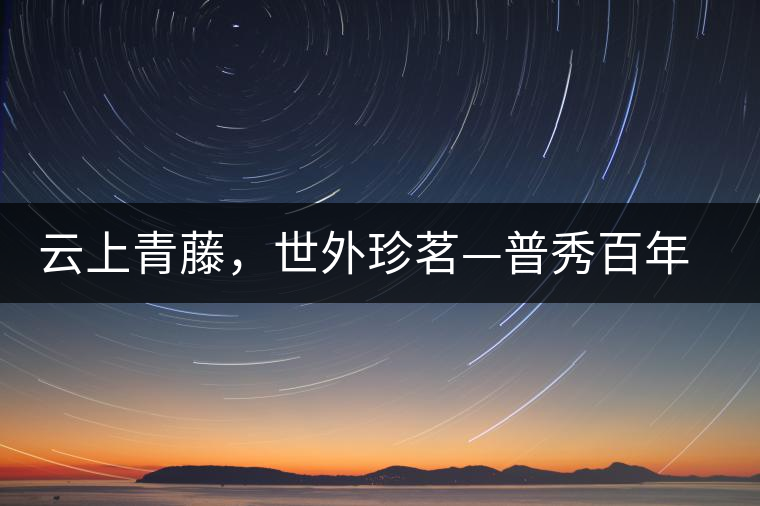 云上青藤，世外珍茗—普秀百年藤條茶即將上市