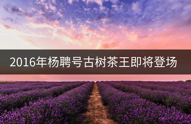 2016年楊聘號古樹茶王即將登場！