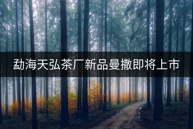 勐海天弘茶廠新品曼撒即將上市