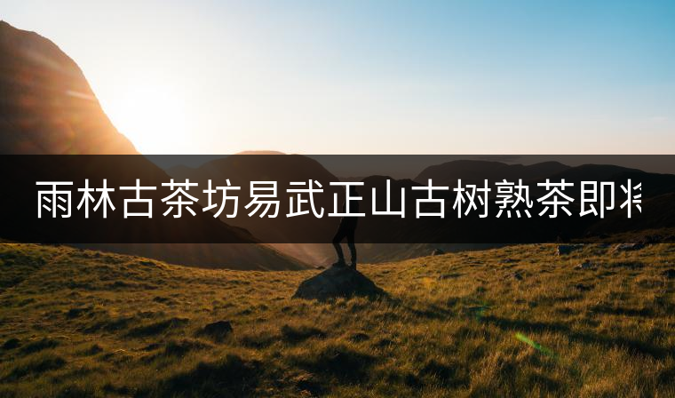 雨林古茶坊易武正山古樹(shù)熟茶即將上市！