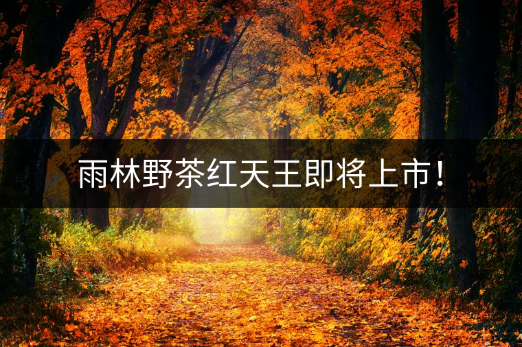 雨林野茶紅天王即將上市！