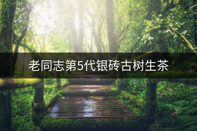 老同志第5代銀磚古樹(shù)生茶