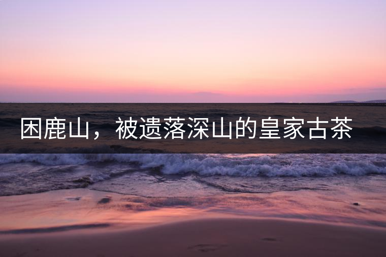 困鹿山，被遺落深山的皇家古茶園