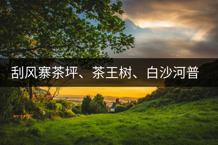 刮風(fēng)寨茶坪、茶王樹、白沙河普洱茶怎么樣