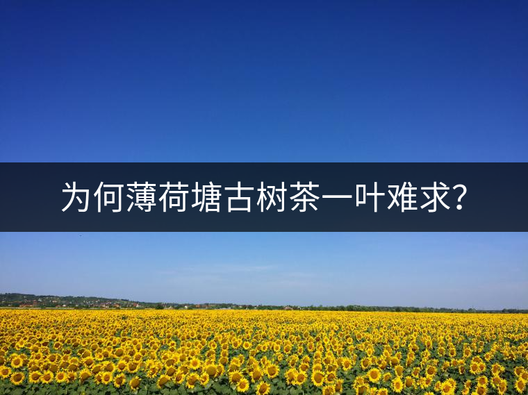 為何薄荷塘古樹茶一葉難求？