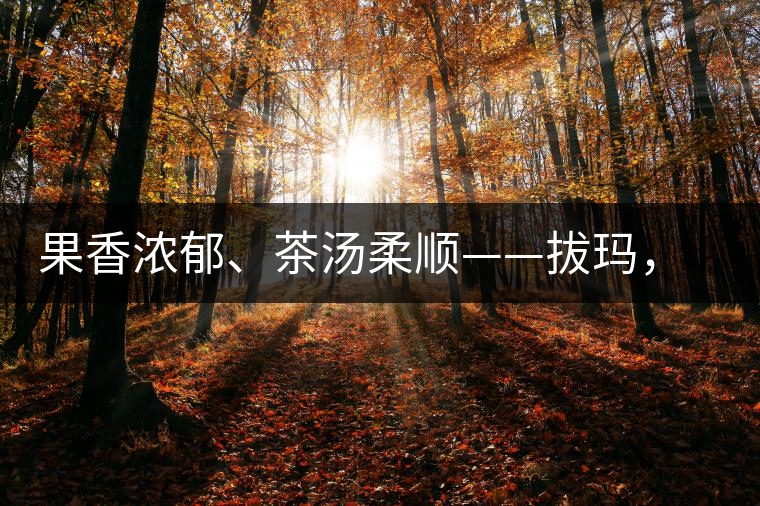 果香濃郁、茶湯柔順——拔瑪，南糯山最好的茶