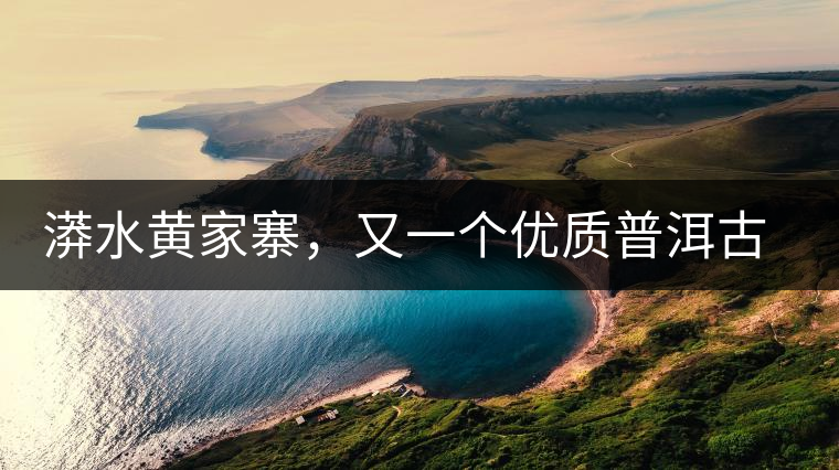 漭水黃家寨，又一個優(yōu)質(zhì)普洱古樹群落