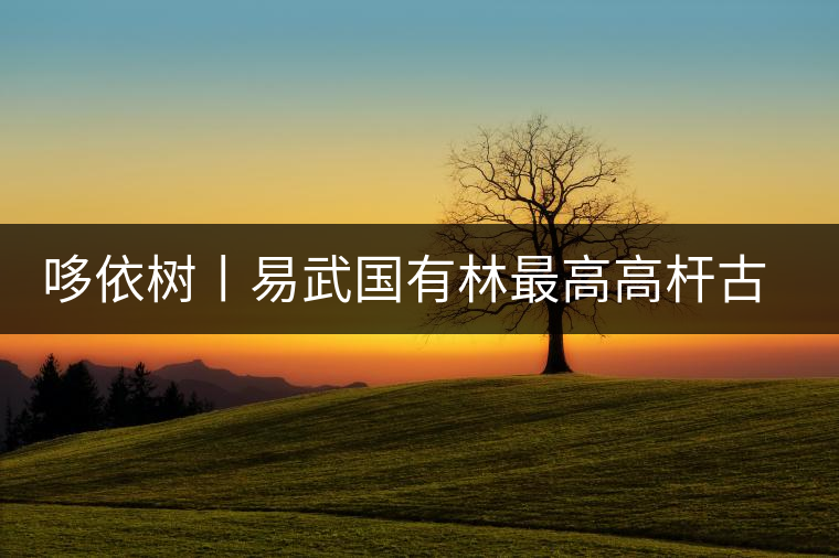 哆依樹(shù)丨易武國(guó)有林最高高桿古樹(shù)