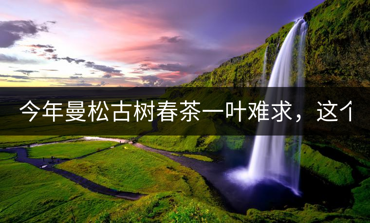 今年曼松古樹春茶一葉難求，這個鍋真不該茶商背!