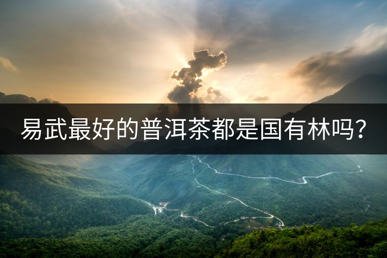 易武最好的普洱茶都是國有林嗎？