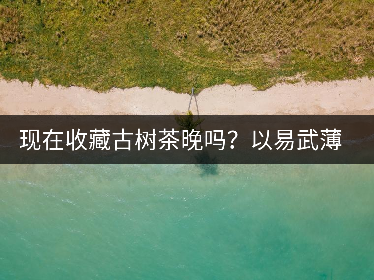 現(xiàn)在收藏古樹茶晚嗎？以易武薄荷塘古樹茶為例