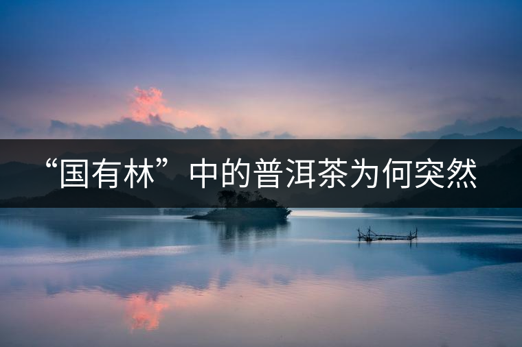 “國有林”中的普洱茶為何突然受追捧？