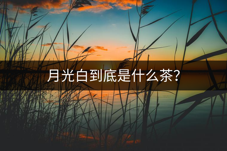 月光白到底是什么茶？