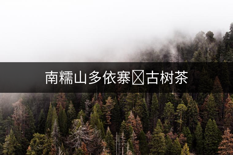 南糯山多依寨?古樹茶