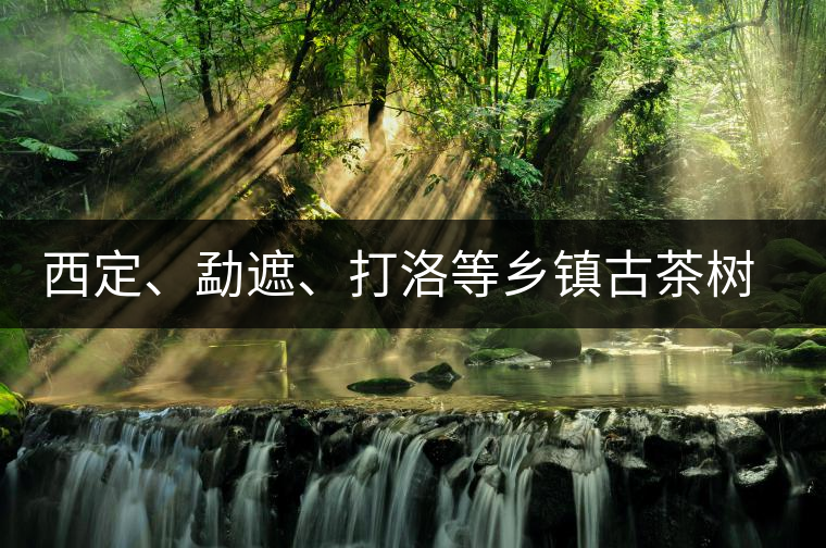 西定、勐遮、打洛等鄉(xiāng)鎮(zhèn)古茶樹資源