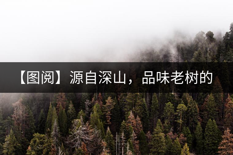 【圖閱】源自深山，品味老樹的味道