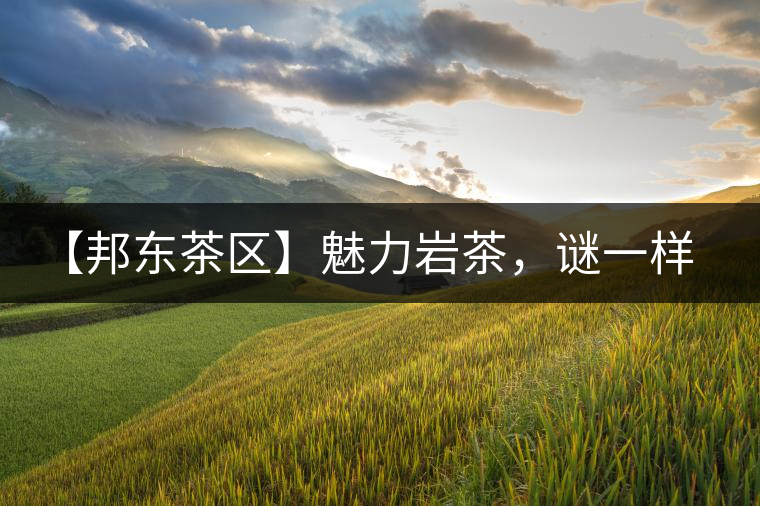 【邦東茶區(qū)】魅力巖茶，謎一樣的邦東！