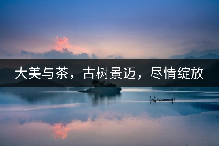 大美與茶，古樹景邁，盡情綻放