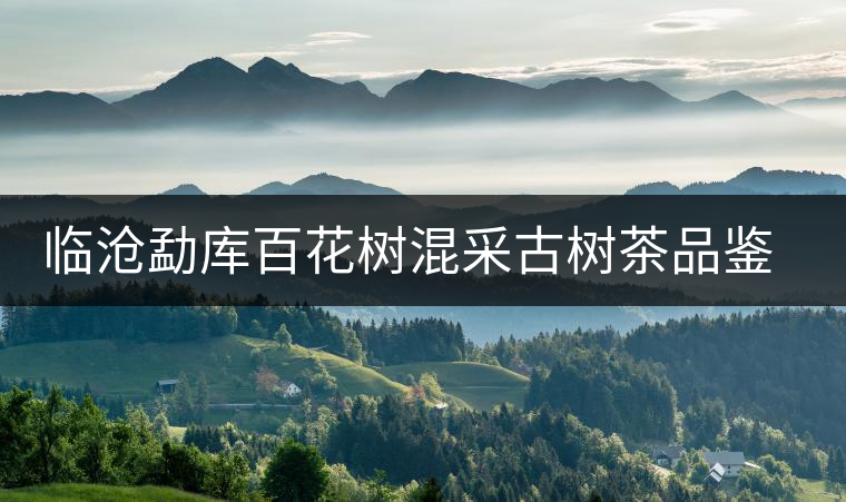 臨滄勐庫(kù)百花樹混采古樹茶品鑒報(bào)告 臨滄勐庫(kù)百花樹混采古樹茶品鑒報(bào)告