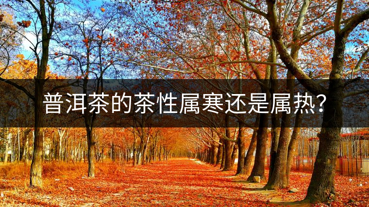 普洱茶的茶性屬寒還是屬熱？