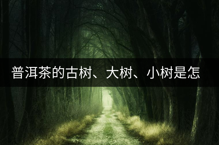 普洱茶的古樹、大樹、小樹是怎樣劃分的？