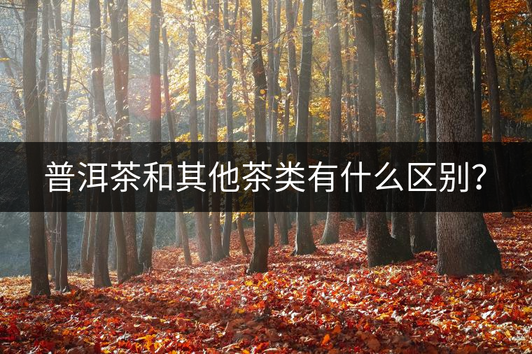 普洱茶和其他茶類(lèi)有什么區(qū)別？