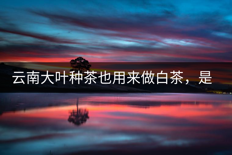 云南大葉種茶也用來(lái)做白茶，是真的好喝嗎？