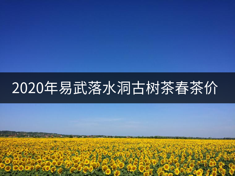 2020年易武落水洞古樹(shù)茶春茶價(jià)格和特點(diǎn)