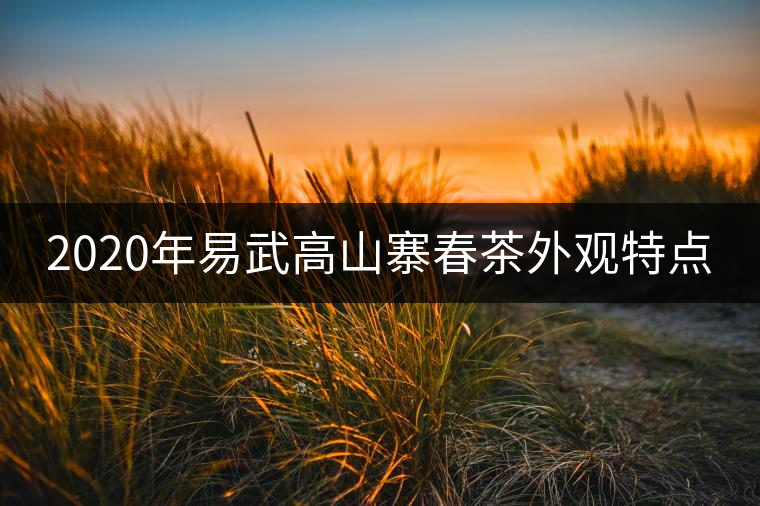 2020年易武高山寨春茶外觀特點(diǎn)