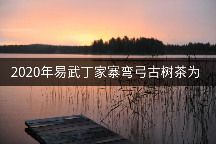 2020年易武丁家寨彎弓古樹(shù)茶為什么這么受追捧！