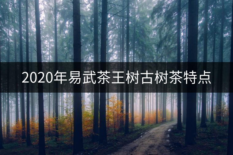 2020年易武茶王樹古樹茶特點(diǎn)